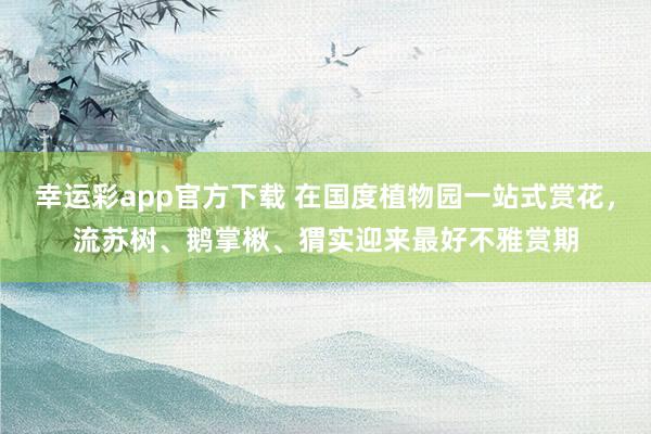 幸运彩app官方下载 在国度植物园一站式赏花，流苏树、鹅掌楸、猬实迎来最好不雅赏期